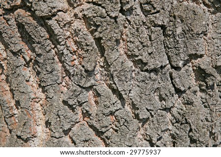 Relief on an oak bark