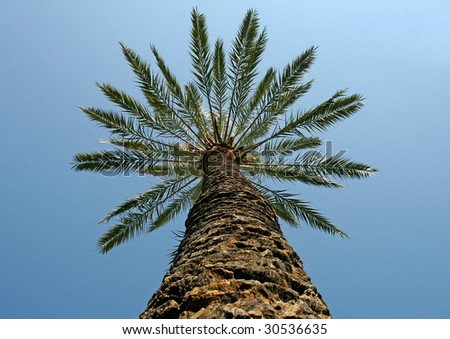 date palm tree cartoon. date palm tree cartoon.