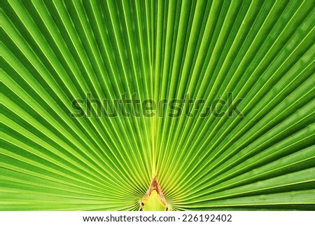 Beautiful green rolling drawing sheet tropical fan palm