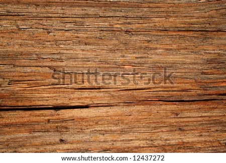 spruce fir texture