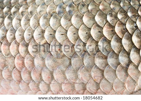 Fish Scale Background