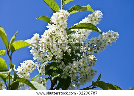 Blossoming bird cherry in the spring, flower tree on natural background