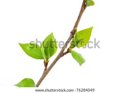 Aspen Buds