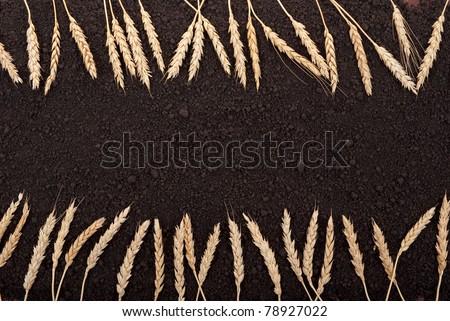 Ears of wheat on the soil