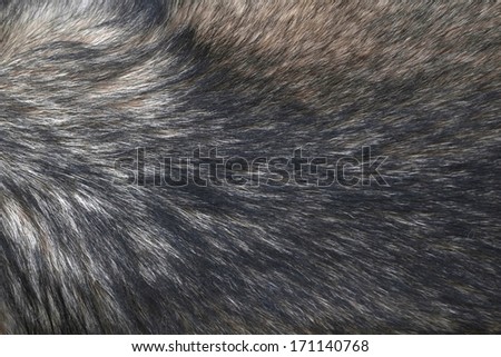 Fur of wolf background.