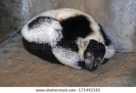 Black and white ruffed lemur being to sleep, more endangered of the two species of ruffed lemurs, both of which are endemic to the island of Madagascar.