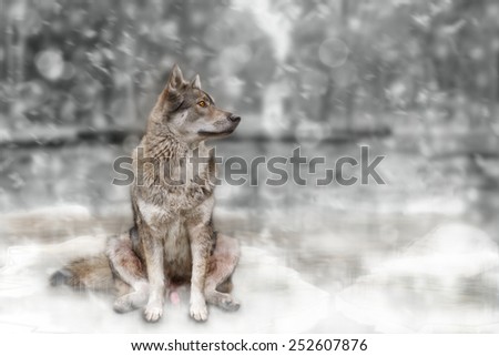 Wolf sitting on snow background.