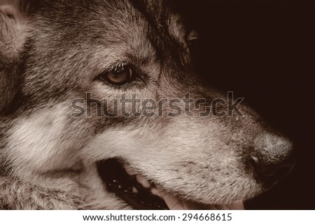 Close up face of wolf on black background. Sepia dark tone.
