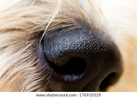 Dogs Nose