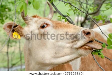 A cow pulls leaves off of a tree branch with its tongue.