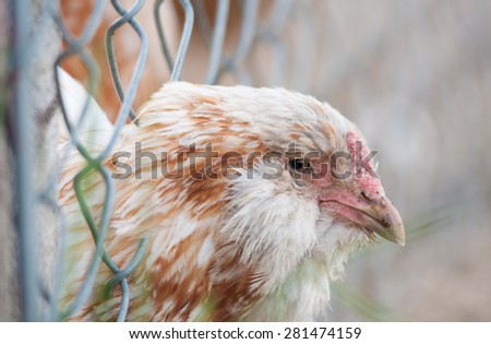 A chicken pokes its head through chicken wire on a New Hampshire farm.