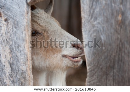A goat chewing, seen through a hole in a barn wall.