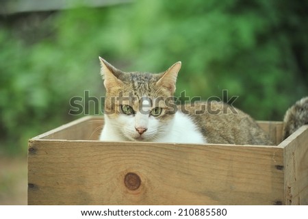 cat in wooden box.