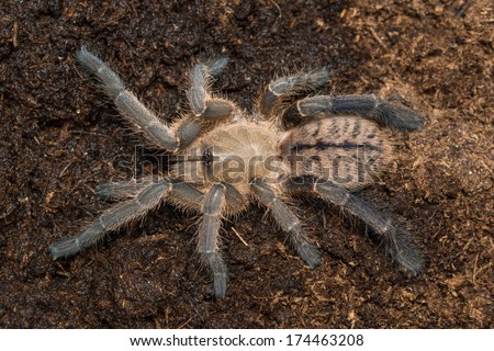 Haplopelma longipes fresh moult female tarantula in the tarrarium on peat moss, approximately 3cm body juvenil