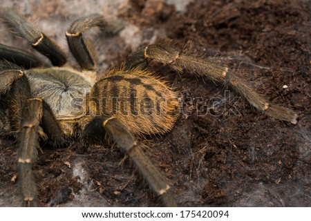 Haplopelma hainanum male tarantula relaxing on peat moss in the terrarium, showing the abdomen and the orange hairs on it