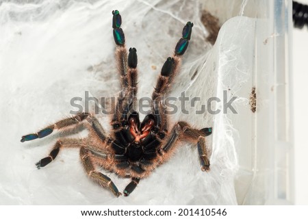 angry Pterinochilus murinus female want to hug someone - OBT - orange bitey thing classic color form on webbing