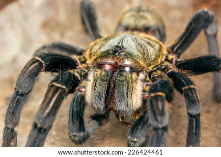 Haplopelma hainanum eight legged beast with cockroach between the fangs. tarantula with white beard