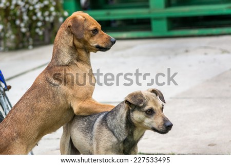 brown dog paying attention to details and showing dominance over the grey dog