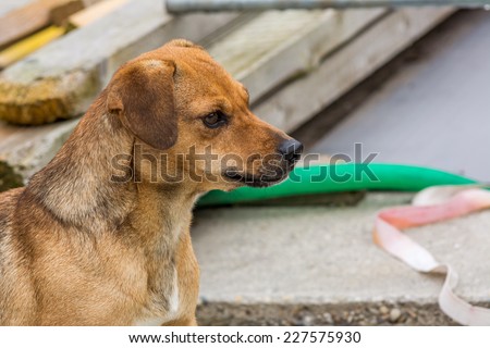 young brown female dog watching her owner