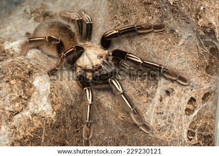 Skeleton tarantula - Ephebopus murinus adult female tarantula