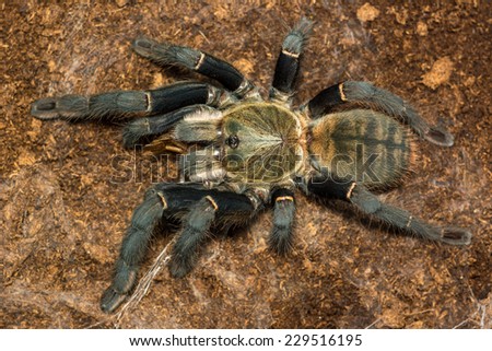 Haplopelma hainanum adult female tarantula eat some crickets, well known as the black earth tiger, is primarily found on Hainan Island, China. Huge tarantula that can grow up to 20+ cm leg span.
