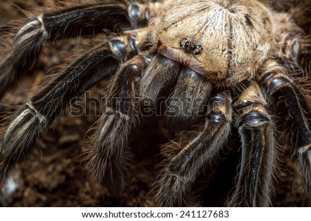 Ephebopus murinus adult female - Skeleton tarantula
