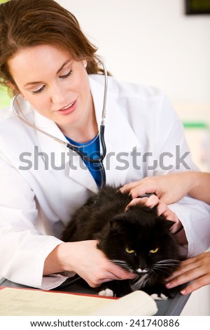 Veterinarian: Female Vet Checks Over Black Cat