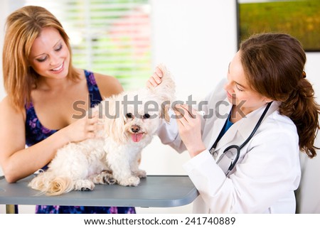 Veterinarian: Owner Holds Dog While Vet Checks Ears