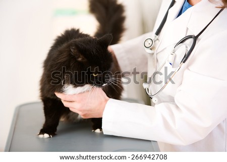 Veterinarian: Vet Holding Cat on Exam Table