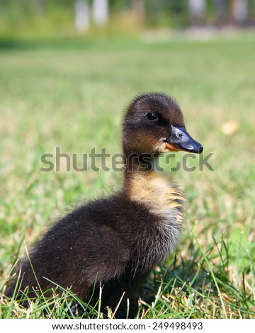 A small Blue Swede duckling outside in the grass on a late spring afternoon