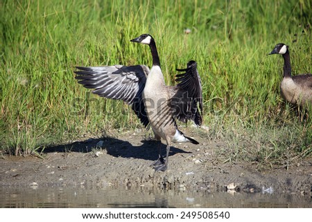 A Canada Goose gander dries his wings after taking a swim while his mate stands close by
