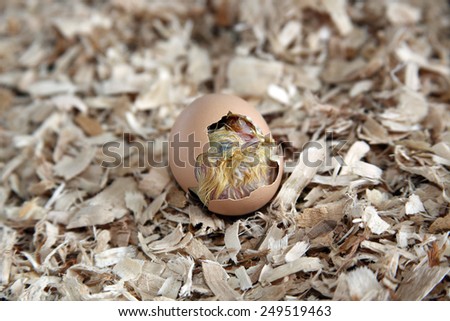 Cornish chick in the process of hatching and breaking free from his egg.
