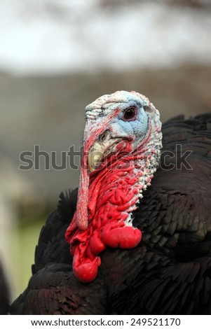 A close up of the head of a Bronze Orlopp turkey male (Tom)