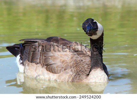 Canada Goose (branta canadensis) tips her head to check the sky for danger as she swims