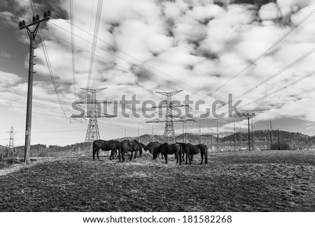 Horses near Electric Power Distribution Facility