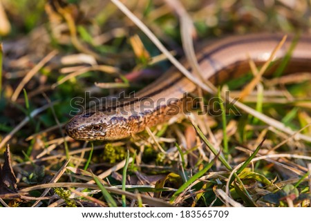 The Slow Worm, Blind Worm - Anguis fragilis. Lizard slithering in the grass