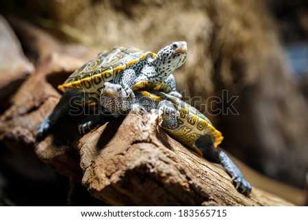 Two Water Turtles out of Water, Aquarium, Malaclemys terrapin
