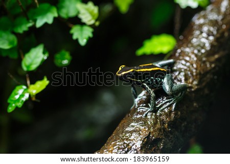 Poison Dart Frog (Dendrobatidae) on a Branch, Tropical Exotic Animal Living in Amazon Rain Forest