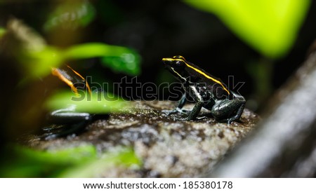 Poison Dart Frog (Dendrobatidae) on a Rock, Tropical Exotic Animal Living in Amazon Rain Forest