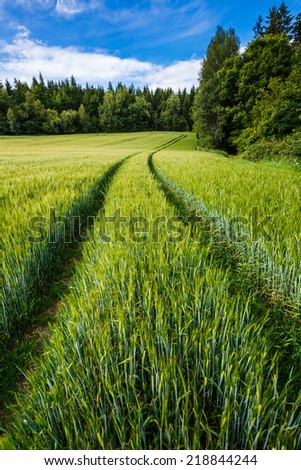 Trails in growing rye field, Agricultural Background