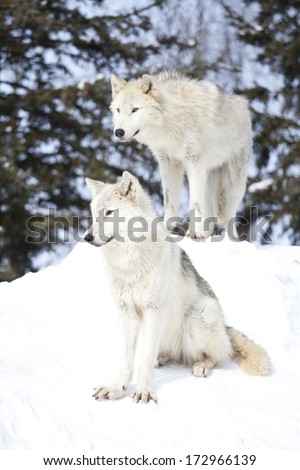 Wolf pack in snow