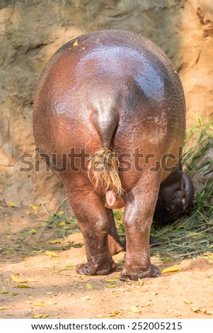 back of small hippopotamus
