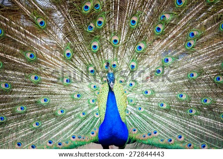 Peacock spread tail-feathers