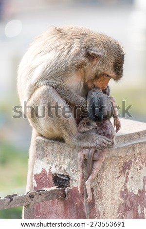 Mother monkey feeding dead baby monkey by mouth to mouth