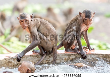 two monkey playing water among hot weather