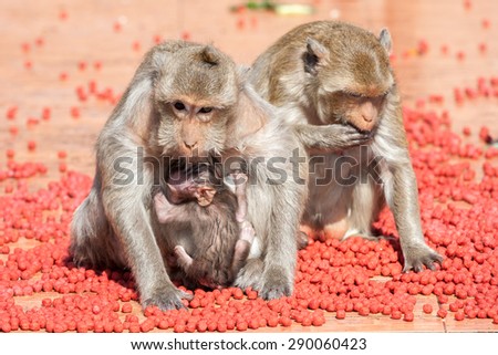 Monkey eating pet food