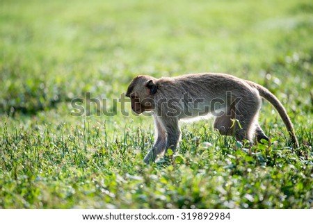 Monkey walking in grass field