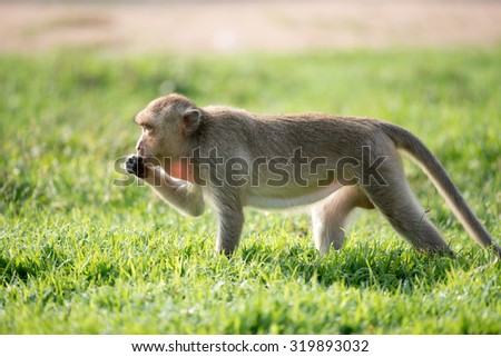 Monkey walking in the grass field