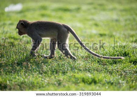 Monkey walking in grass field