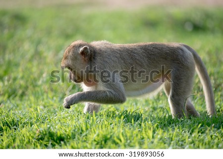 Monkey walking in the grass field
